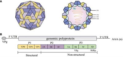 Multiple functions of the nonstructural protein 3D in picornavirus infection